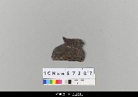 藏品(中國湖北皮影戲盔帽-常民便帽)的圖片